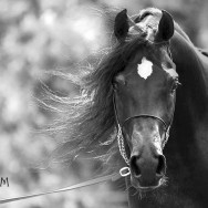 Midland Arabian Festival, U.K.